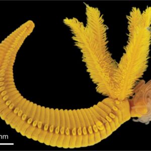Paralvinella hessleri: The yellow worm that lives in acid and fights poison with poison