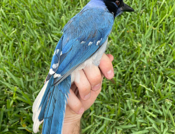 Unique Hybrid between Blue and Green Jays Spotted in Texas
