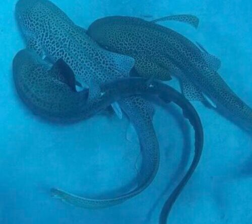 Scientists catch a shark threesome on camera