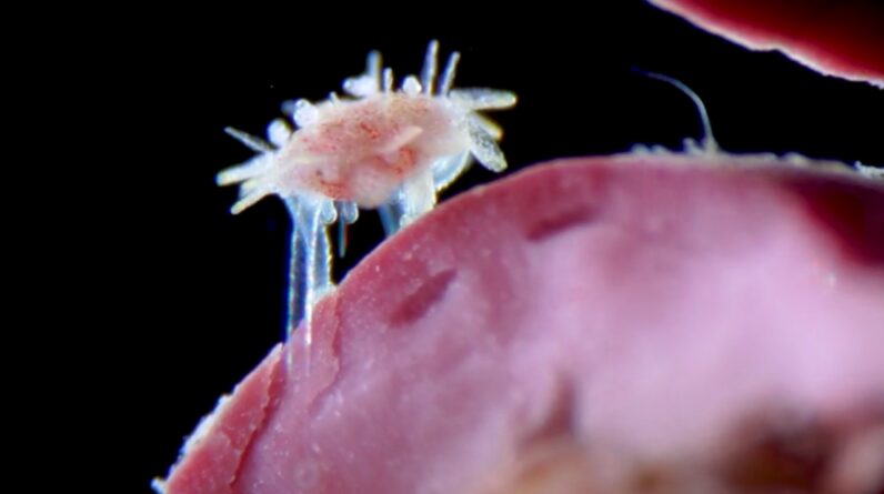 Microscopic baby sea urchin crawling with tubed feet is among video winners of Nikon Small World in Motion competition