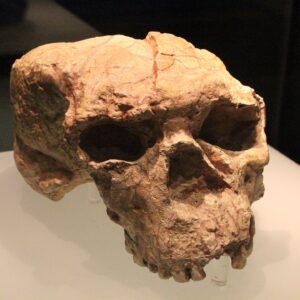 1 million-year-old skull from China holds clues to the origins of Neanderthals, Denisovans and humans