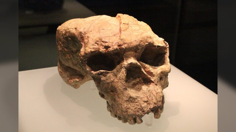 1 million-year-old skull from China holds clues to the origins of Neanderthals, Denisovans and humans