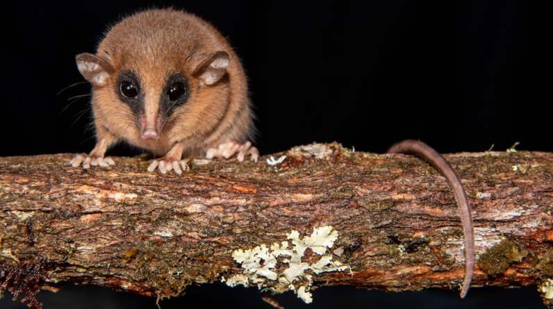 Mystery creature found in ‘forbidden cloud forest’ of Peru is new species of marsupial