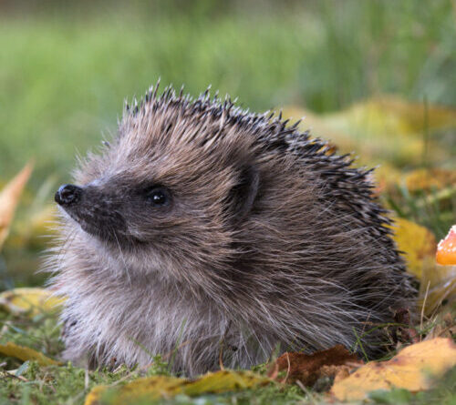 Can AI detect hedgehogs from space? Maybe if you find brambles first.