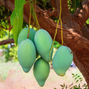 Daily Mango Can Improve Blood Glucose Indices, Body Composition in Individuals with Prediabetes