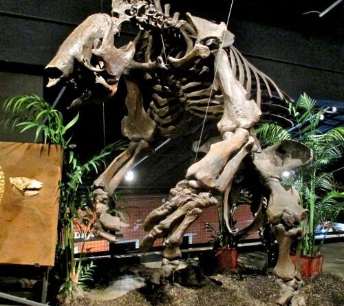 Megafauna was the meat of choice for South American hunters
