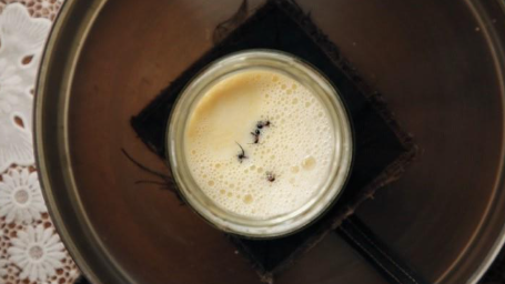 Anthropologists make ‘ant yogurt’ from centuries-old recipe, serve it as an ‘ant-wich’ at Michelin-star restaurant