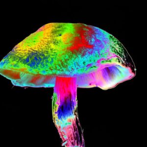How different mushrooms learned the same psychedelic trick