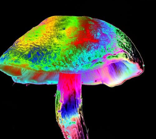 How different mushrooms learned the same psychedelic trick