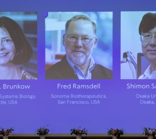 Discovery of cells that keep immune responses in check wins medicine Nobel Prize