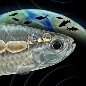 Oceanic Fish Transitioned to Freshwater Multiple Times, Paleontologists Say