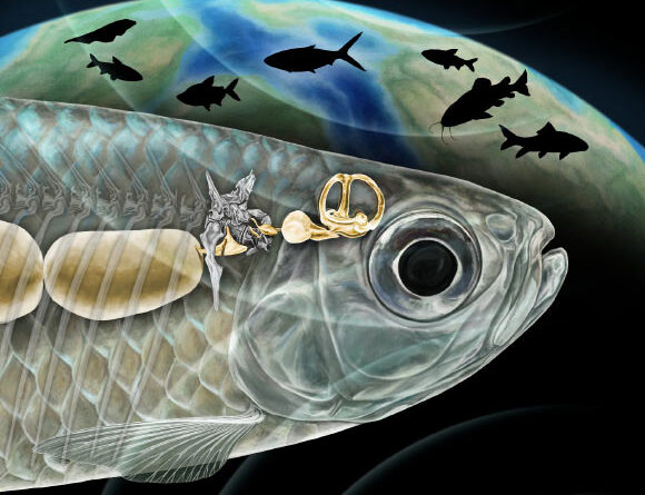 Oceanic Fish Transitioned to Freshwater Multiple Times, Paleontologists Say