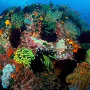 Coral Triangle: The giant hidden ‘Amazon’ beneath the sea that appears somewhat resilient to climate change