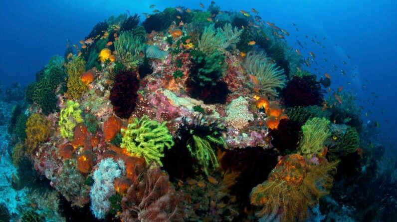 Coral Triangle: The giant hidden ‘Amazon’ beneath the sea that appears somewhat resilient to climate change