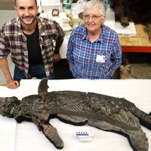 New species of Jurassic ‘sword dragon’ could help solve an evolutionary mystery