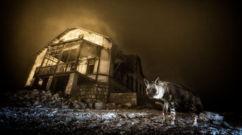 Haunting image of a rare hyena lurking in a ghost town wins 2025 Wildlife Photographer of the Year award