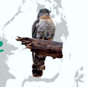 New Species of Hawk-Cuckoo Discovered in Borneo