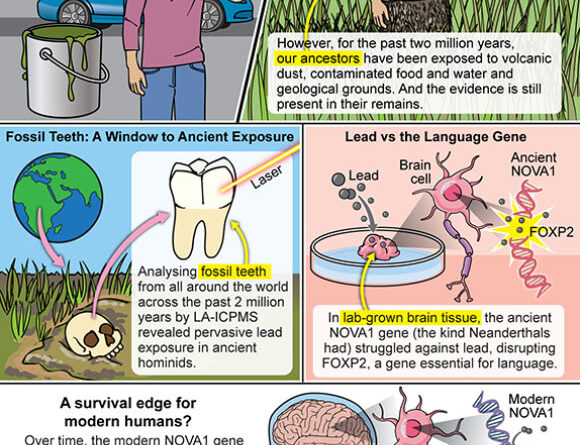 Lead Exposure May Have Influenced Evolution of Human Brain, Behavior, and Development of Language