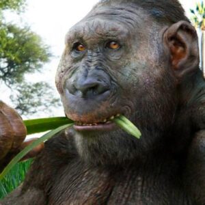 Paranthropus boisei was Capable of Tool Making, New Fossil Suggests