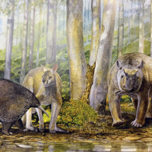 Australia’s First Peoples Were Fossil Collectors, New Study Suggests