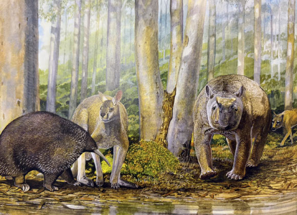 Australia’s First Peoples Were Fossil Collectors, New Study Suggests