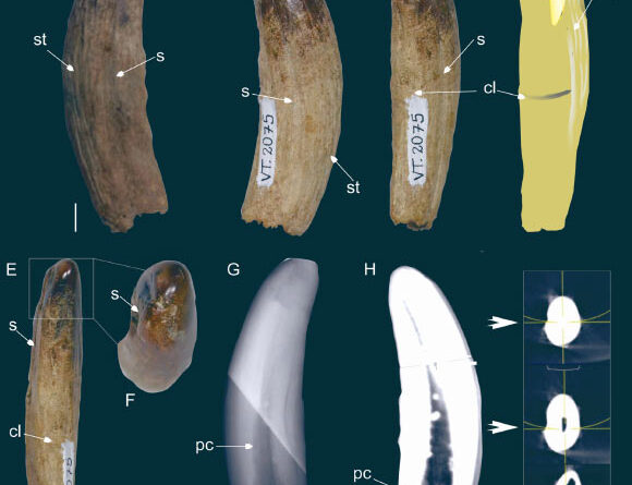 Fossil of Carnivorous ‘Swamp Monster’ Found in Brazil