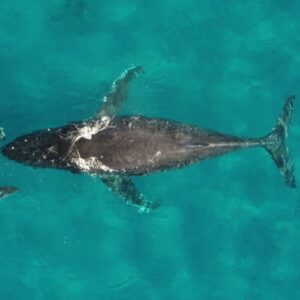 Whale and dolphin migrations are being disrupted by climate change