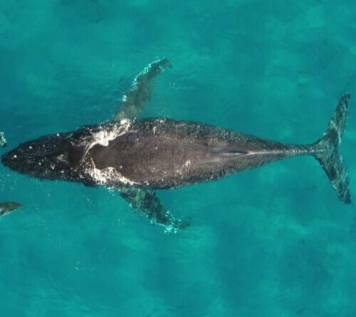 Whale and dolphin migrations are being disrupted by climate change