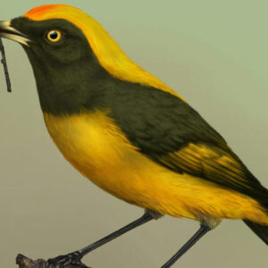 Tiny Fossil Reveals Previously Unknown Songbird Lineage from New Zealand