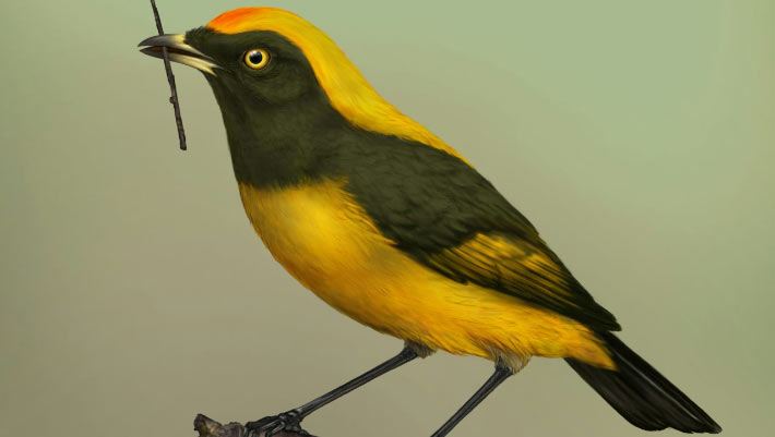 Tiny Fossil Reveals Previously Unknown Songbird Lineage from New Zealand