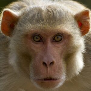 Lab monkeys on the loose in Mississippi don’t have herpes, university says. But are they dangerous?