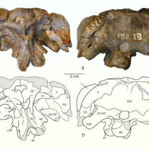 New Species of Sauropod Dinosaur Identified in Museum Drawer