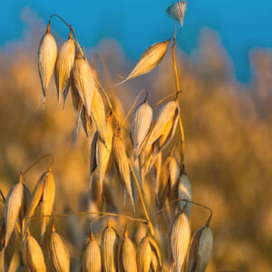 Researchers Sequence Oat Pangenome