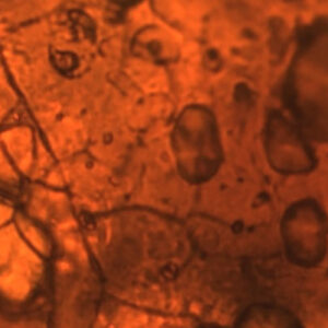 Lichens Were Already Widespread in Early Devonian, Enigmatic Fossils from Brazil Show