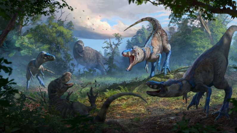 ‘I was wrong’: Dinosaur scientists agree that small tyrannosaur Nanotyrannus was real, pivotal new study finds