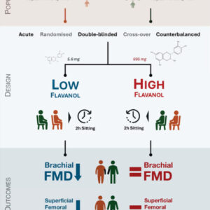 Study: Flavanol-Rich Foods Protect Vascular Health in Men from Harmful Effects of Prolonged Sitting