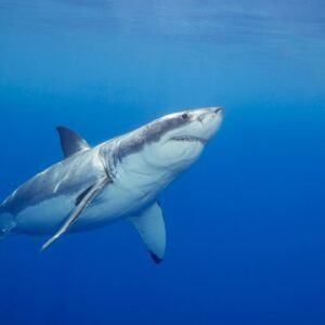 Which animals are tricked by optical illusions?