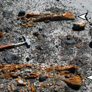 Orange-Colored Lichens Helping Paleontologists Discover Dinosaur Fossils