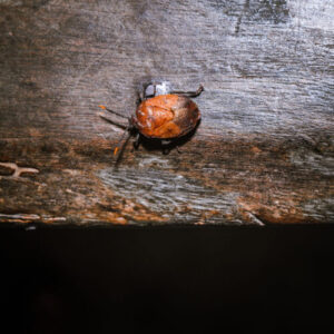 Some stinkbugs’ legs carry a mobile fungal garden