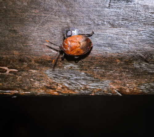 Some stinkbugs’ legs carry a mobile fungal garden