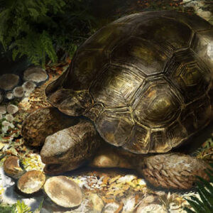 Ancestors of Asian Forest Tortoises Evolved in Europe, New Fossil Discovery Suggests