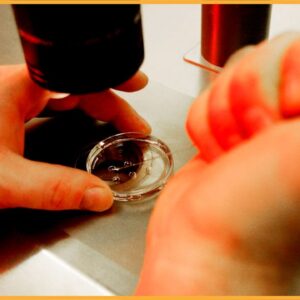 Restrictions on fetal tissue research would threaten progress on breakthrough treatments for devastating diseases — and yet not prevent a single abortion