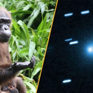Science news this week: Thinking chimps and color-changing comets