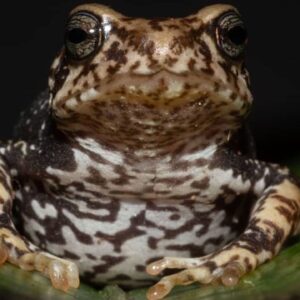 Newly discovered toads skip the tadpole stage and give birth to live ‘toadlets’