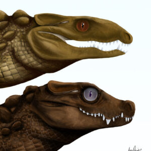 55-Million-Year-Old Crocodile Eggshells Found in Australia