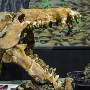 Giant North American ‘hell pigs’ could crunch bones like lions 30 million years ago, tooth analysis reveals