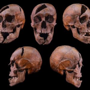 Medieval Hungarian duke was murdered in a brutal and coordinated attack, forensic analysis reveals