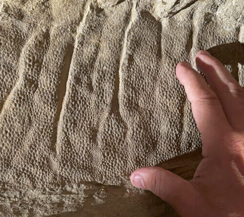 Wyoming dinosaur mummies give us a new view of duck-billed species