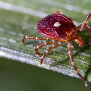 New Jersey man dies from meat allergy triggered by tick bite
