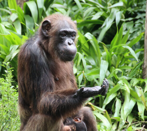 The evolution of rationality: How chimps process conflicting evidence